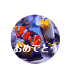 つぶやく海水魚オールスター（個別スタンプ：14）