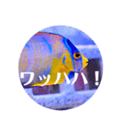 つぶやく海水魚オールスター（個別スタンプ：16）