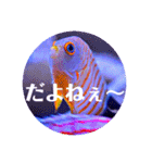 つぶやく海水魚オールスター（個別スタンプ：17）