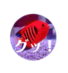 つぶやく海水魚オールスター（個別スタンプ：18）