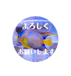 つぶやく海水魚オールスター（個別スタンプ：19）