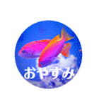 つぶやく海水魚オールスター（個別スタンプ：21）