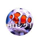 つぶやく海水魚オールスター（個別スタンプ：22）