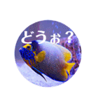 つぶやく海水魚オールスター（個別スタンプ：26）