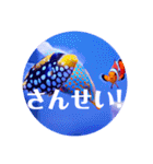 つぶやく海水魚オールスター（個別スタンプ：28）