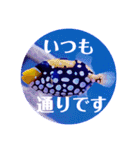 つぶやく海水魚オールスター（個別スタンプ：34）