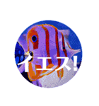 つぶやく海水魚オールスター（個別スタンプ：35）