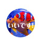 つぶやく海水魚オールスター（個別スタンプ：36）
