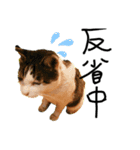 うちの可愛い猫たち時々近所の猫たち（個別スタンプ：1）