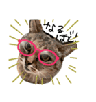 うちの可愛い猫たち時々近所の猫たち（個別スタンプ：2）