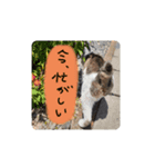 うちの可愛い猫たち時々近所の猫たち（個別スタンプ：3）