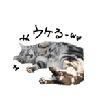 うちの可愛い猫たち時々近所の猫たち（個別スタンプ：4）
