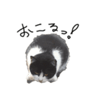 うちの可愛い猫たち時々近所の猫たち（個別スタンプ：6）