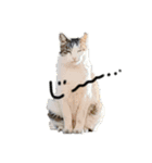うちの可愛い猫たち時々近所の猫たち（個別スタンプ：7）