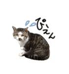 うちの可愛い猫たち時々近所の猫たち（個別スタンプ：8）
