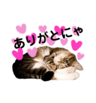 ねこのはちこ（個別スタンプ：1）