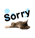 ねこのはちこ（個別スタンプ：2）
