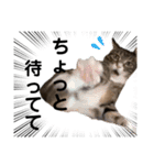ねこのはちこ（個別スタンプ：4）