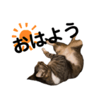 ねこのはちこ（個別スタンプ：7）