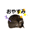 ねこのはちこ（個別スタンプ：8）