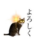 ねこのはちこ（個別スタンプ：11）