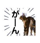 ねこのはちこ（個別スタンプ：12）