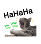 ねこのはちこ（個別スタンプ：13）