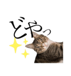 ねこのはちこ（個別スタンプ：14）