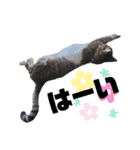 ねこのはちこ（個別スタンプ：16）