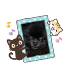 ポメラニアンのパンちゃん（個別スタンプ：6）
