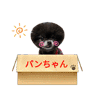 ポメラニアンのパンちゃん（個別スタンプ：9）