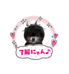 ポメラニアンのパンちゃん（個別スタンプ：10）