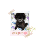 ポメラニアンのパンちゃん（個別スタンプ：20）
