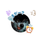 ポメラニアンのパンちゃん（個別スタンプ：34）