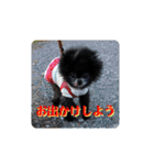 ポメラニアンのパンちゃん（個別スタンプ：35）