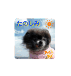 ポメラニアンのパンちゃん（個別スタンプ：36）