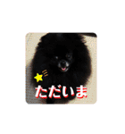 ポメラニアンのパンちゃん（個別スタンプ：39）
