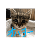 CCS 3（個別スタンプ：1）
