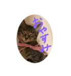 CCS 3（個別スタンプ：2）