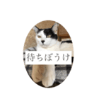 CCS 3（個別スタンプ：4）