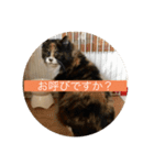 CCS 3（個別スタンプ：7）