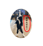 CCS 3（個別スタンプ：8）