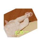 可愛い猫のスタンプきなことふくを添えて（個別スタンプ：1）