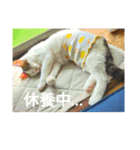 可愛い猫のスタンプきなことふくを添えて（個別スタンプ：2）