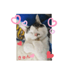 可愛い猫のスタンプきなことふくを添えて（個別スタンプ：3）