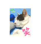 可愛い猫のスタンプきなことふくを添えて（個別スタンプ：4）