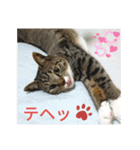 可愛い猫のスタンプきなことふくを添えて（個別スタンプ：5）