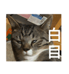 可愛い猫のスタンプきなことふくを添えて（個別スタンプ：6）