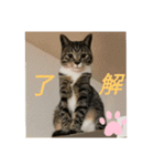 可愛い猫のスタンプきなことふくを添えて（個別スタンプ：7）