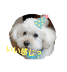 スノーウィー①（個別スタンプ：9）